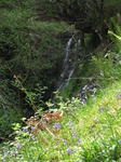 SX14469 Bluebells (Scilla non-scripta) with Nant Bwrefwr river waterfall in background.jpg